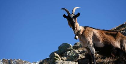 Summit tour to the top of Punta Civina (2781m)